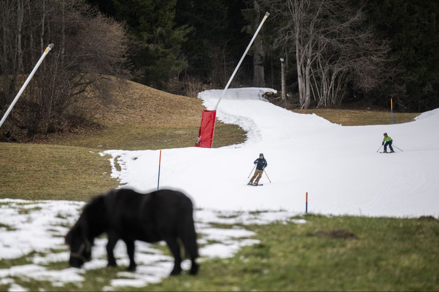 In Flims können die Ponys derzeit noch neben der Skipiste grasen. Nach dem Wochenende dürfte die Wiese dann ebenfalls verschneit sein.