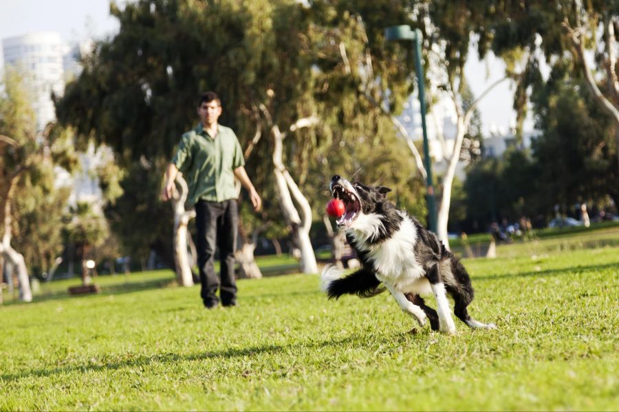 Hund im Freien, Hund beim Spielen