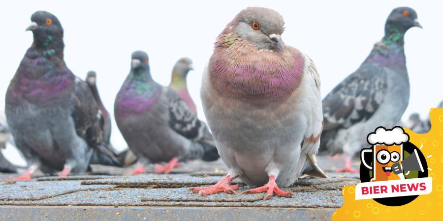 Tauben Flugzeug Passagierraum gefangen