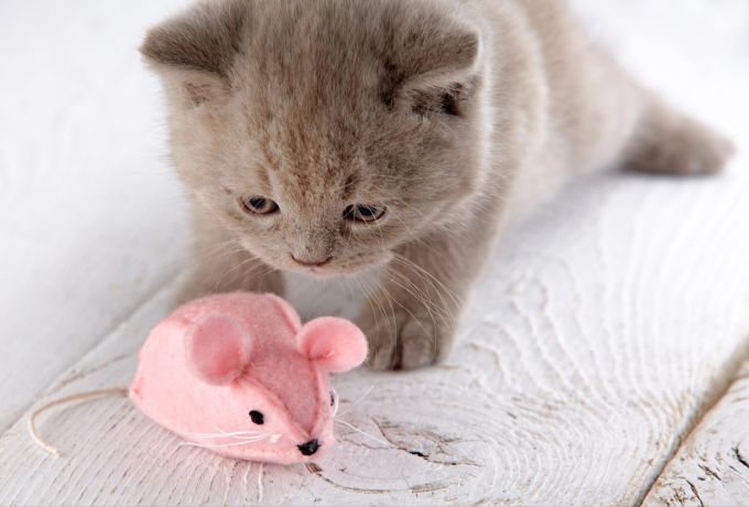Ein Spielzeug aus Filz ist schon für kleinere Katzen geeignet. Katze geschenkideen