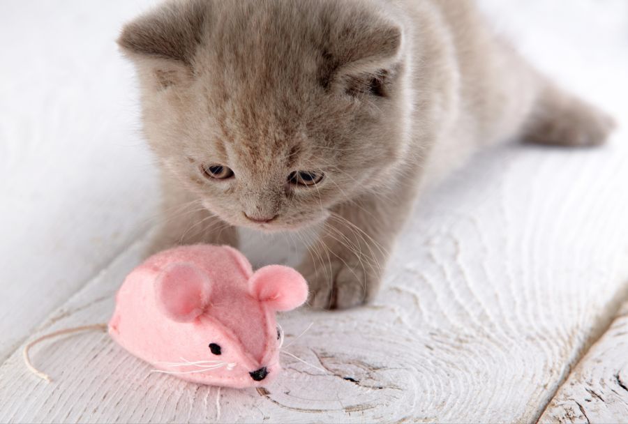 Katze geschenkideen