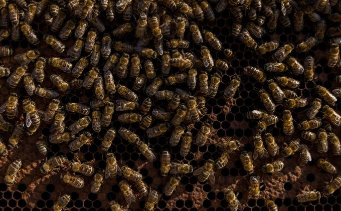 Den Weg zur Urne können sich die Schweizer Bienen weiterhin sparen. (Archivbild) Bienen Stimmrecht Bundesgericht abgelehnt