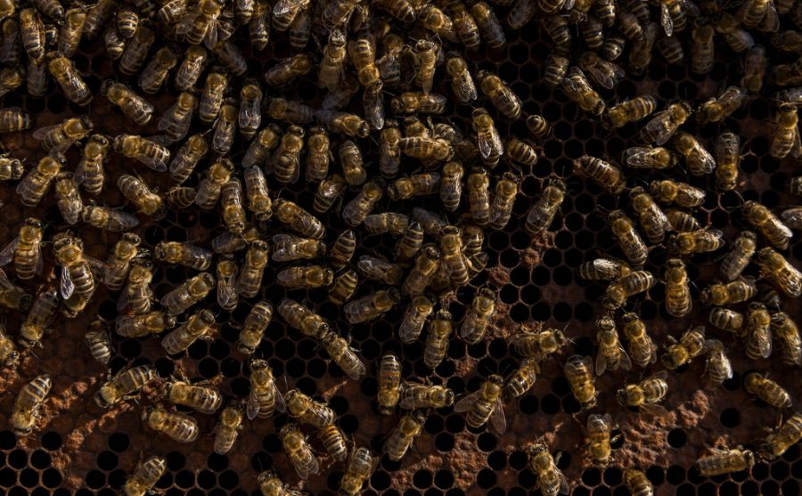 Bienen Stimmrecht Bundesgericht abgelehnt