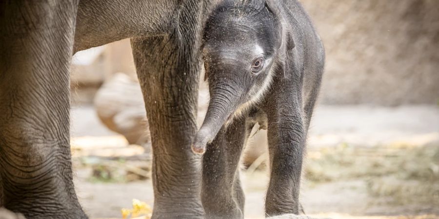 zoo zürich elefantenbaby