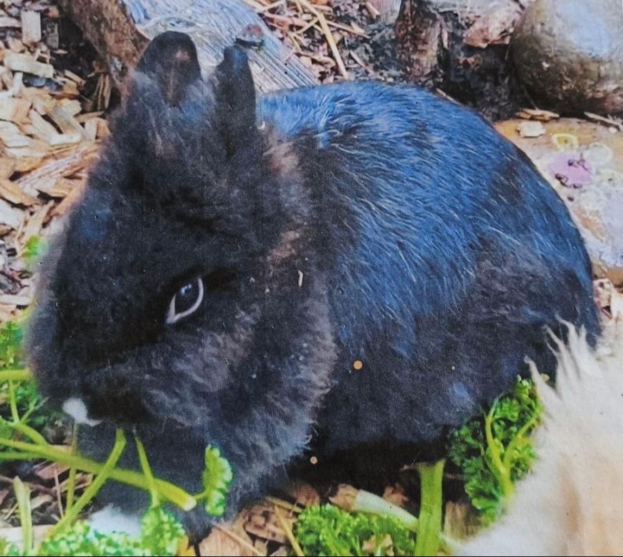 Dies zum Leidwesen der Schulkinder, die sich liebevoll um die Tiere kümmern.