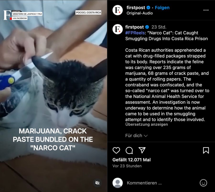 Katze mit Drogen