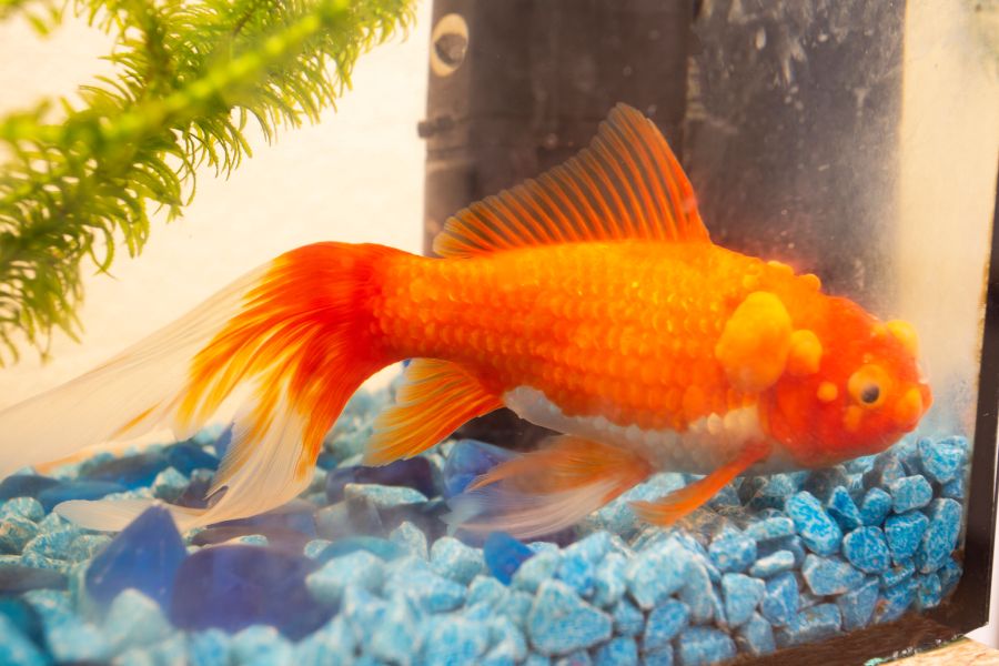 fisch aquarium