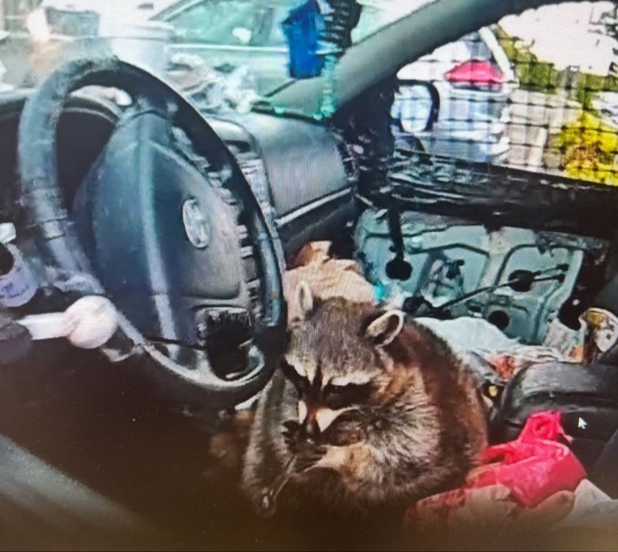 Das Police Department zeigt in einer Nahaufnahme, wie der Waschbär an der Meth-Pfeife zu ziehen versucht.