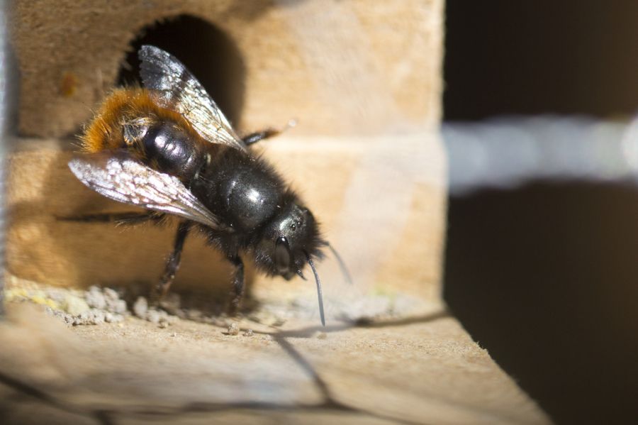 Oftmals durchdringt der Stachel der Wildbienen die Menschenhaut nicht, wenn diese doch mal in einer Notsituation zusticht.