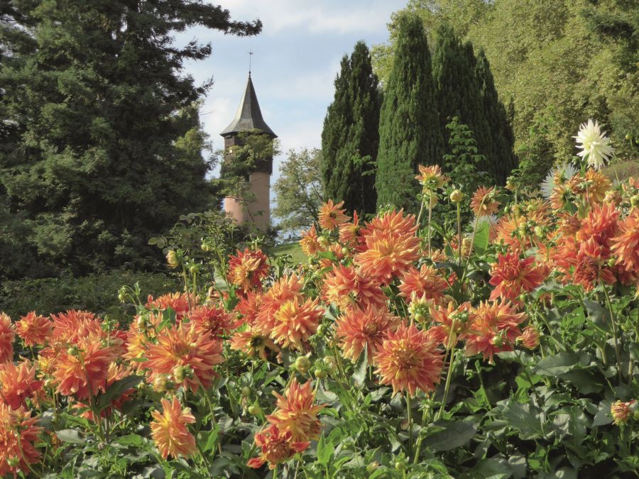 Blumen Dahlien Turm Nadelbäume