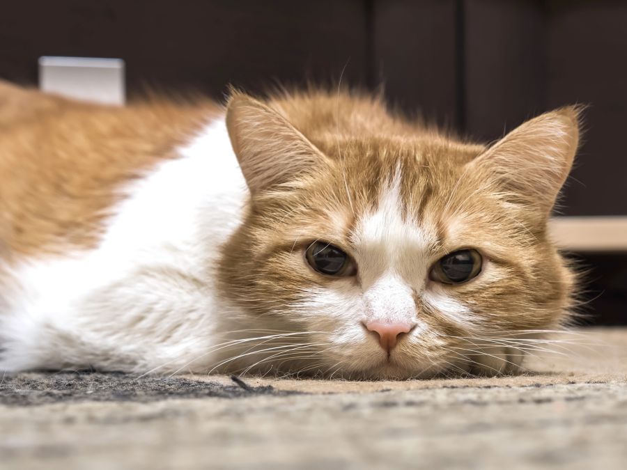 katze bienenstich