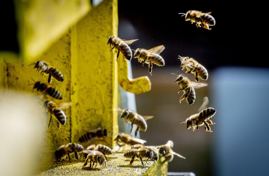 Die Bienen stammten von einem Bienenstock, der sich auf einer Dachterrasse eines Hotels befand. (Symbolbild)