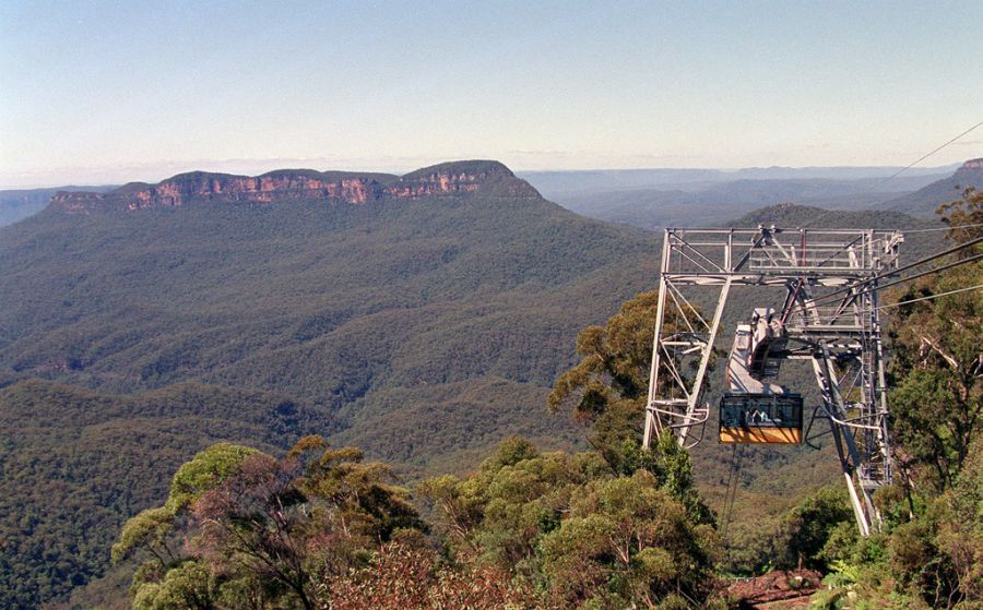 Die Stabheuschrecke lebt in den Gipfeln des australischen Regenwalds.