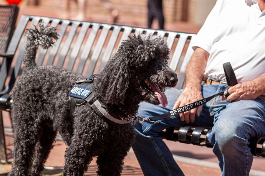schwarzer assistenzhund