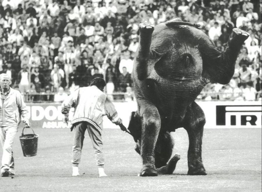 YB und Circus Knie