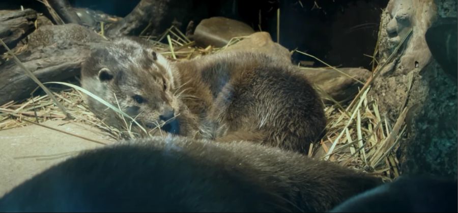 Doch letztlich freundete sich Cleo doch noch mit Tom an und legte sich zu ihm in die Schlafhöhle.