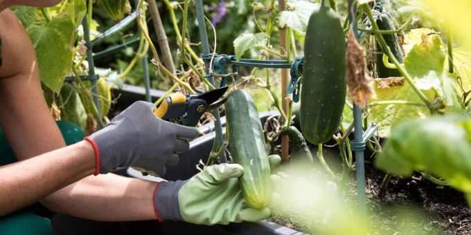 Besonders betroffen vom Diebstahl sind einfach zu erntende Gemüsesorten. Zum Beispiel Zucchini, Bohnen, Tomaten und Gurken. Schrebergarten