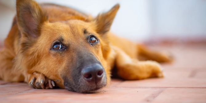 Eine Verstopfung beim Hund sorgt häufig für Bauchschmerzen und Unwohlsein.