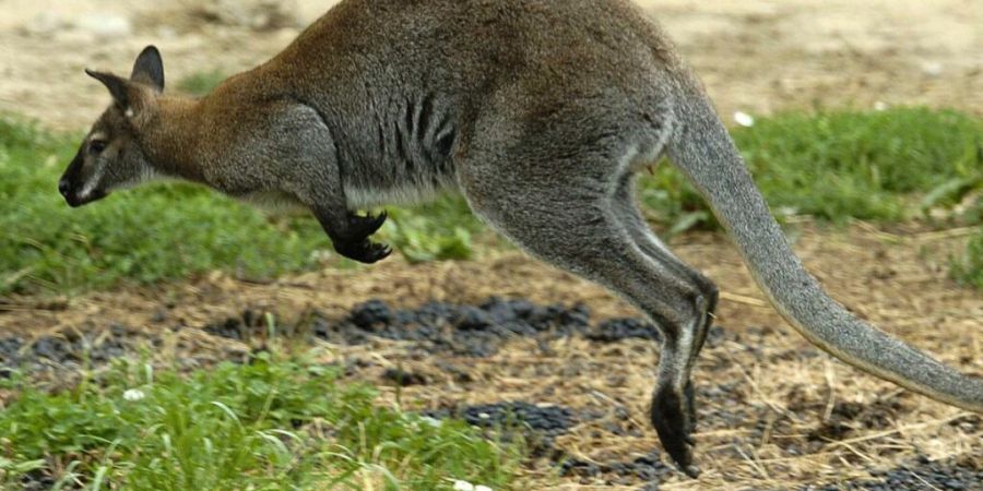 Die mediale Aufregung ist vorbei: Ein ausgebüxtes Känguru ist im Kanton Aargau wieder eingefangen worden. (Symbolbild)