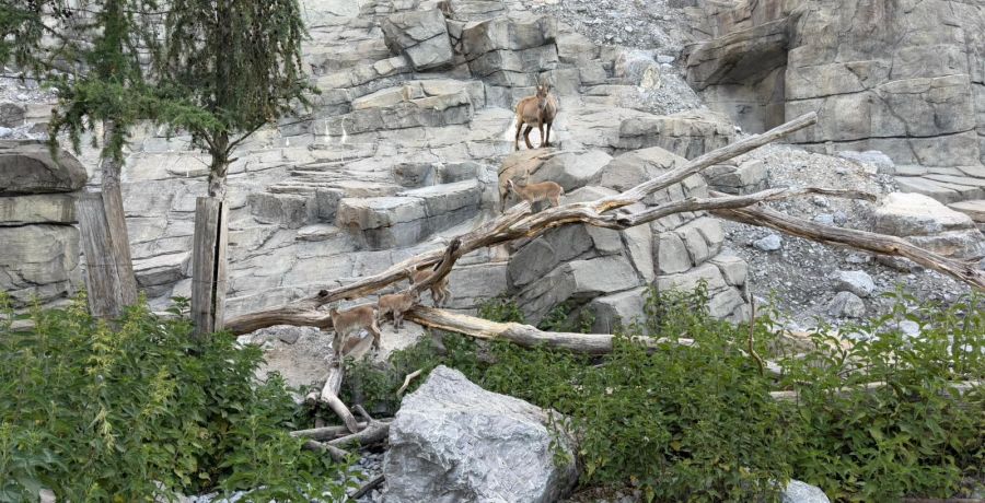 Jetzt sind fünf Steinböckli im Gehege unterwegs.