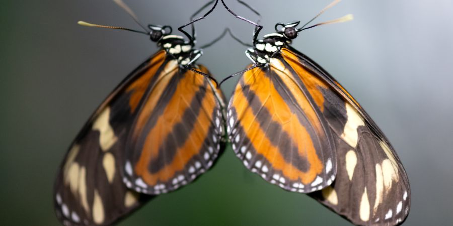Schmetterlinge