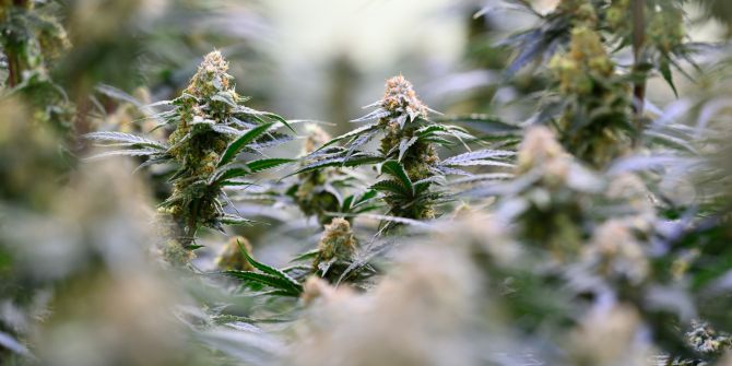 cannabis