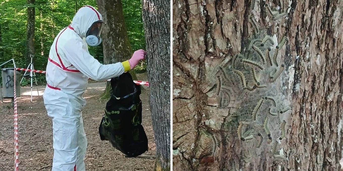 Aufgepasst! Gift-Raupe in Lenzburg AG entdeckt