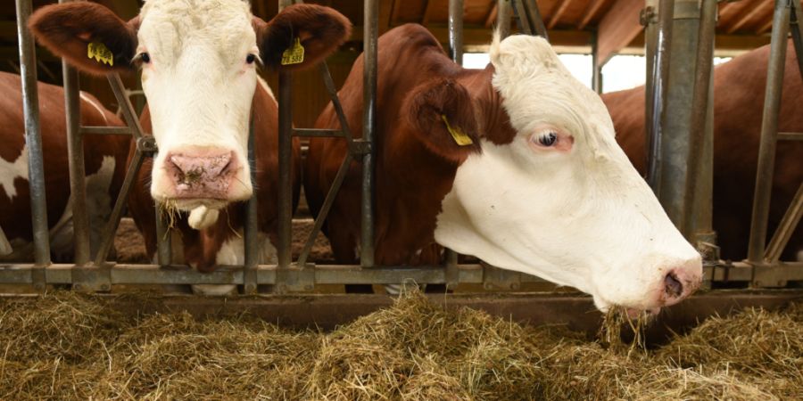 Wenn die Tierseuchenkasse nicht zahlt, will der Kanton Bern den Landwirtschaftsbetrieben aushelfen. (Symbolbild)