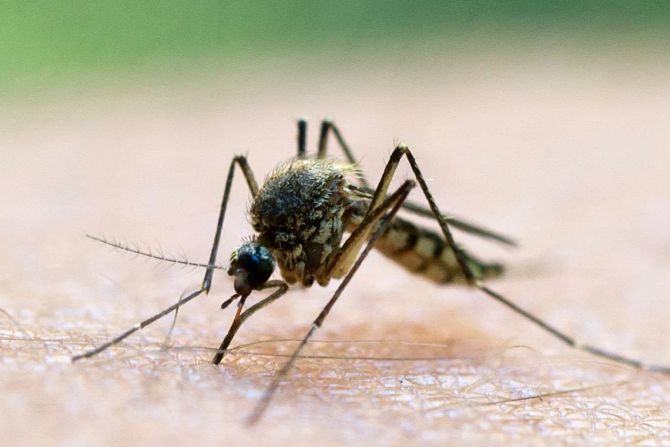 Malaria Mücke