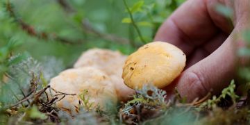 Pilz Hand Moos Waldboden