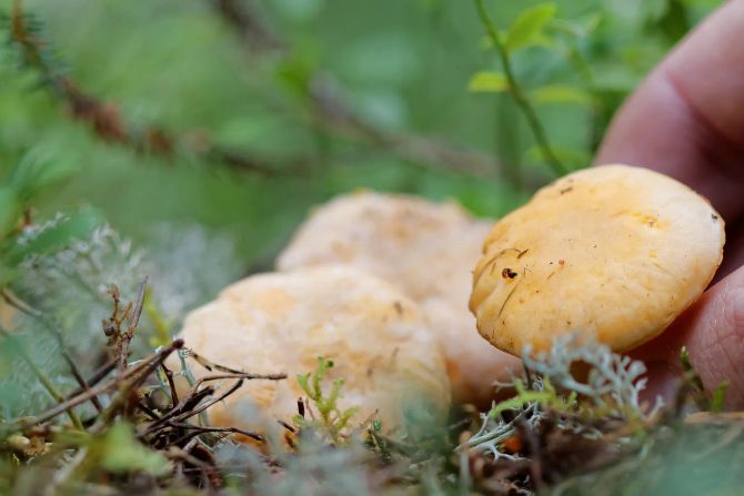 Pilz Hand Moos Waldboden