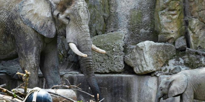 elefant
