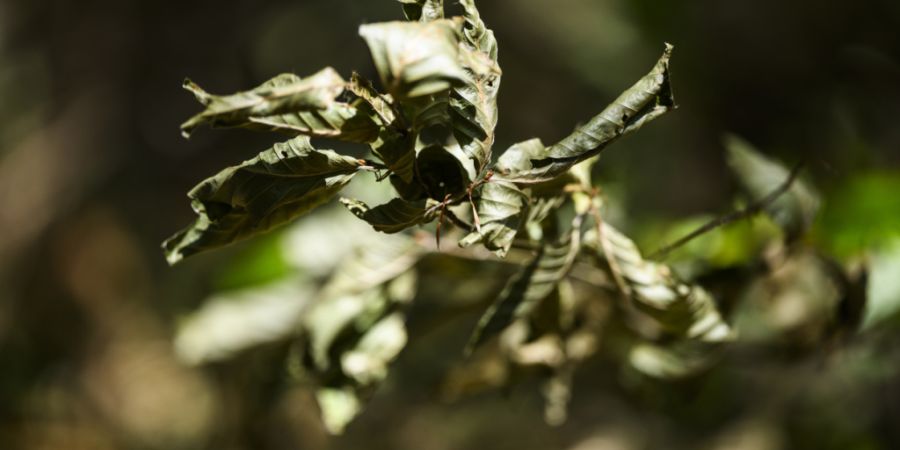 Der August war zu trocken und zu warm, wie Meteoschweiz mitteilt. Darunter gelitten hat auch die Natur. (Symbolbild)