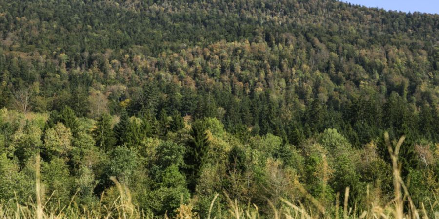 Das Feuerverbot im Wald und in Waldesnähe im Kanton Solothurn bleibt bestehen. Im Bild: der Wald oberhalb von Grenchen.
