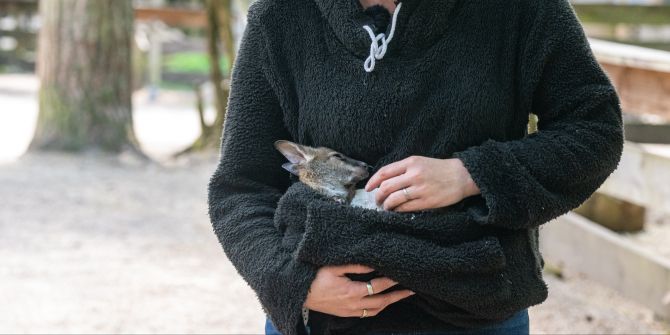 Känguru