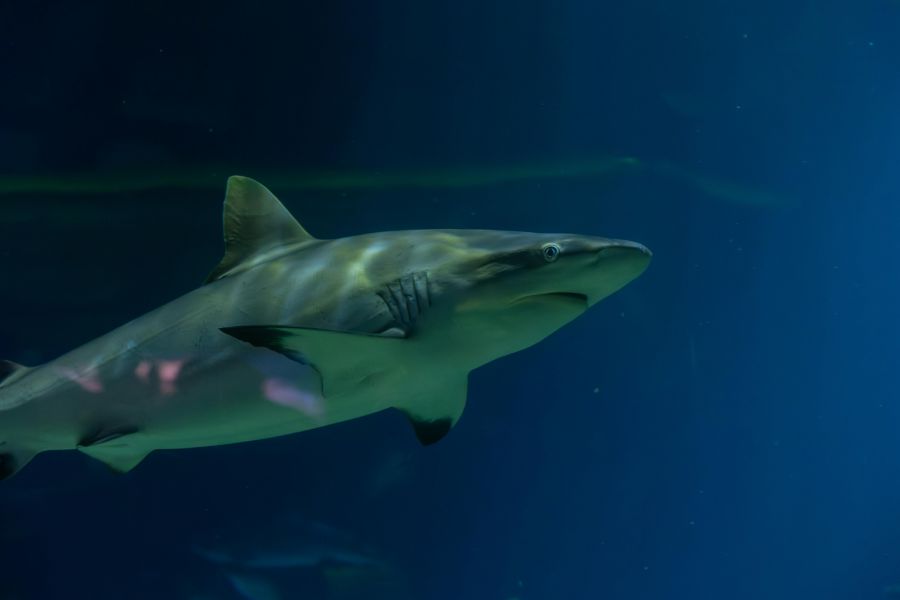 Es wird davon ausgegangen, dass die Tiere in Fischernetzen gelandet und an Bord getötet worden sind. (Symbolbild)