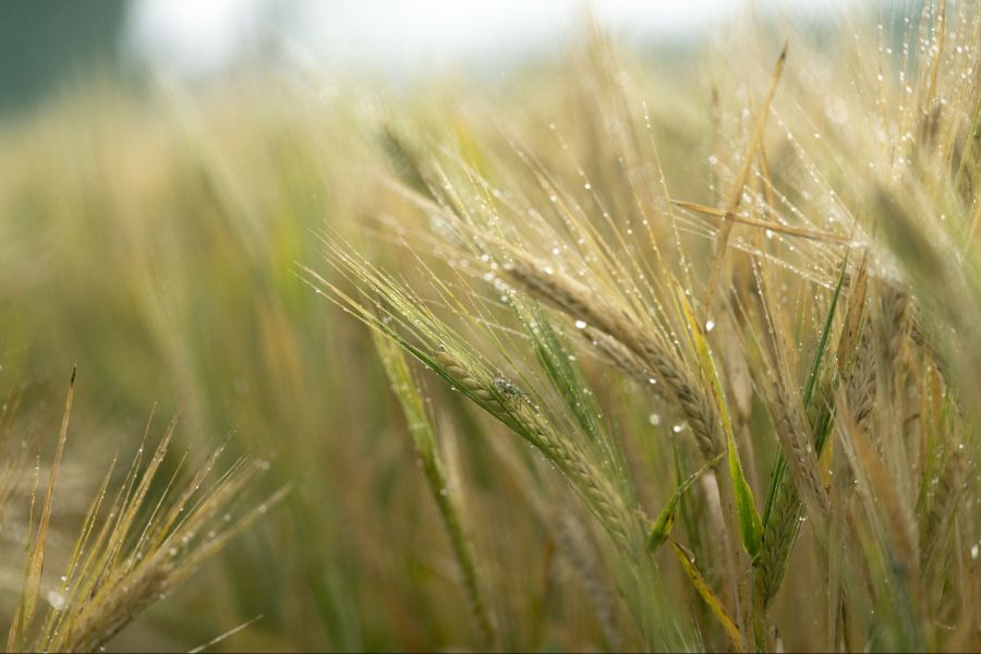 «Wir verlangen eine ‹vermehrte Förderung einer auf pflanzlichen Lebensmitteln basierenden Ernährungsweise›», sagt Franziska Herren, Initiantin der Ernährungsinitiative.