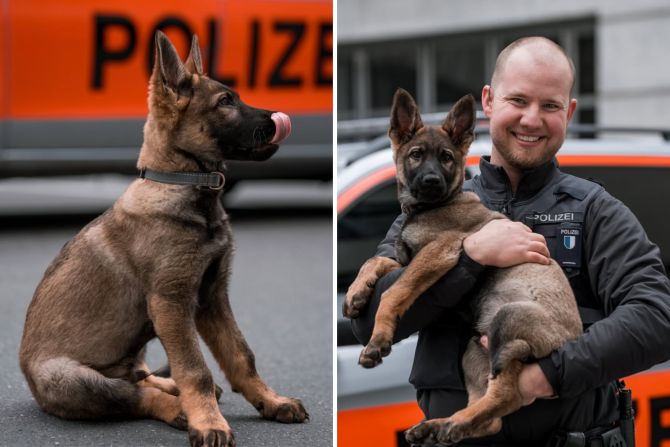 diensthund polizei luzern