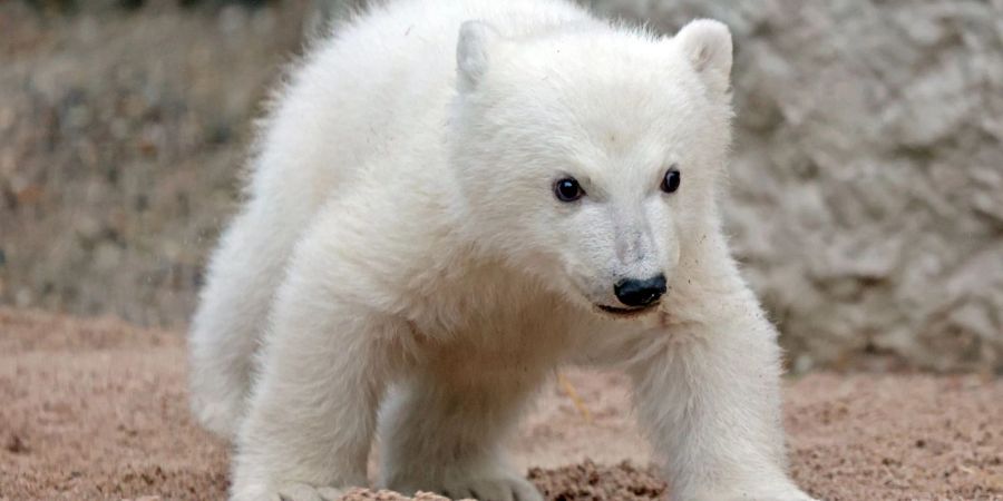 Karlsruher Zoo