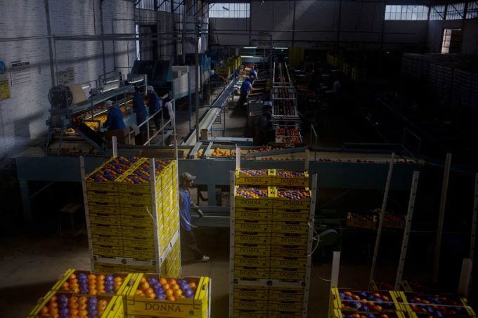 Ursprünglich kommen Mandarinen aus China, heute werden sie auch in Argentinien angebaut und in die Welt verschickt. Mandarine vs. Clementine