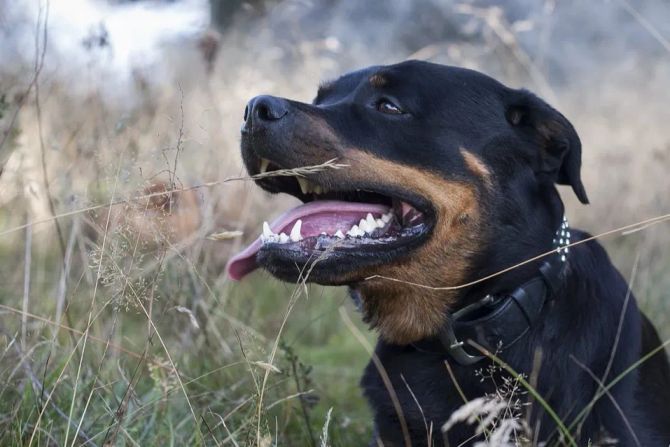 Rottweiler Zürich Besitzerin Strafanträge
