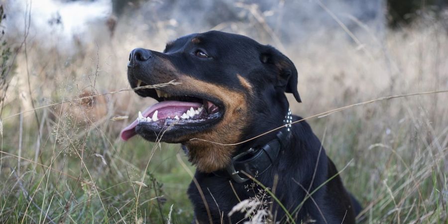 Rottweiler Zürich Besitzerin Strafanträge