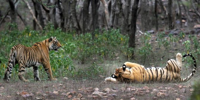 Indien Tiger