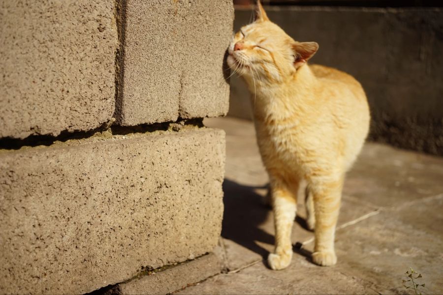 Katze reibt Gesicht an einer Ecke