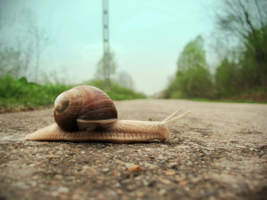 Asphalt Schnecke Strasse Landschaft