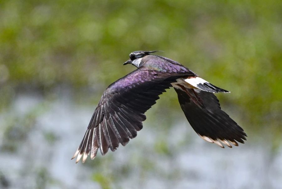 Die Vogelart galt in der Schweiz lange als bedroht.