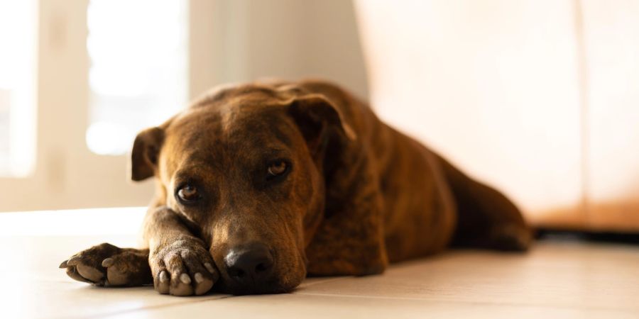 Geräuschempfindlichkeit bei Hunden verursacht Angst und Stress bei den Vierbeinern.
