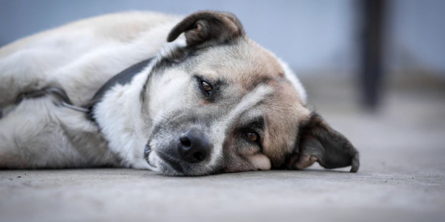 Hund auf Boden