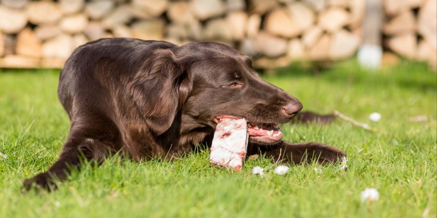 Hund mit Fleisch, Knochen