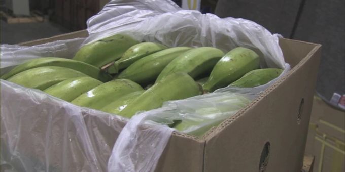 In Bananenkisten - Kokain in mehreren deutschen Supermärkten gefunden